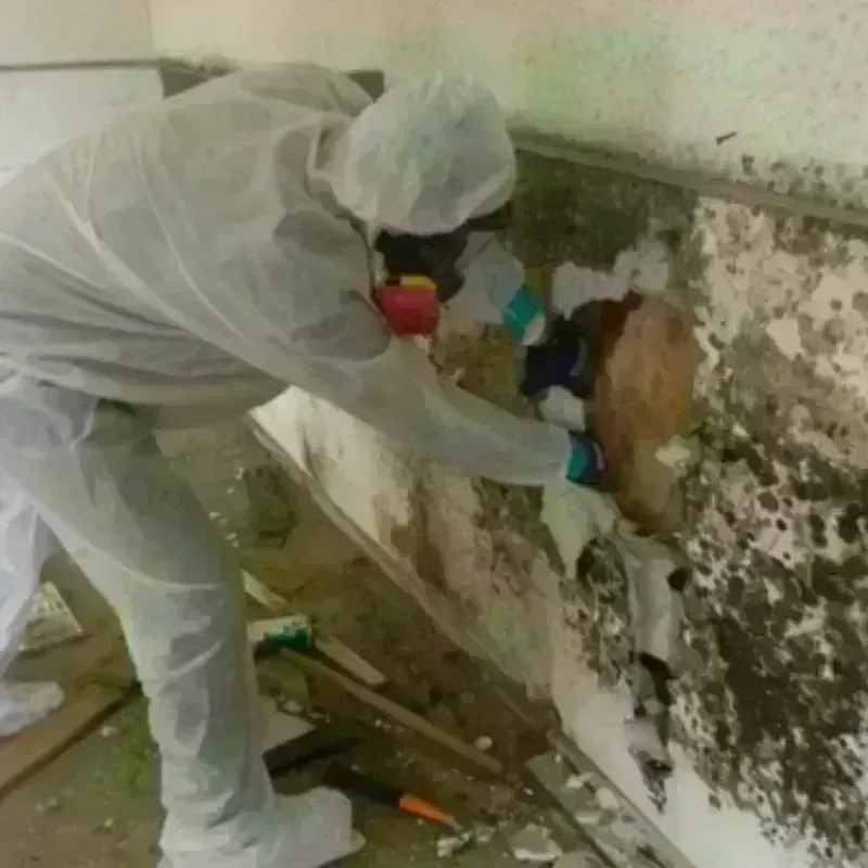 Mold Remediation and Removal in Shenandoah County, VA